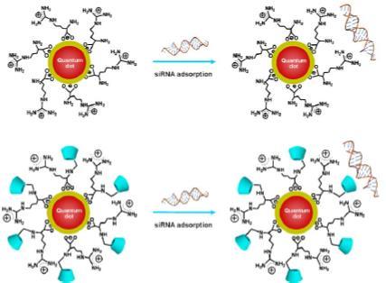 Κβαντικές κουκίδες για μεταφορά γενετικού υλικού: Οι Κβαντικές κουκίδες (QDs) είναι κρυσταλλικά νανοσωματίδια με ηλεκτρικές και μηχανικές ιδιότητες.