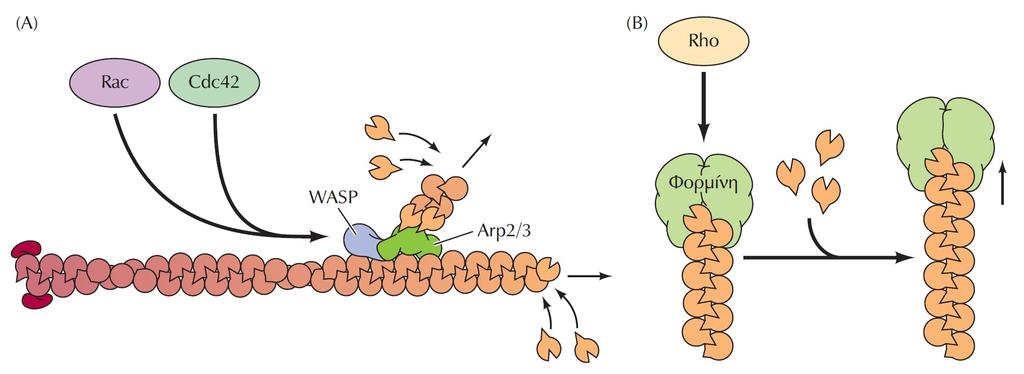 Επαγωγή του πολυμερισμού της ακτίνης από πρωτεΐνες της οικογένειας Rho.