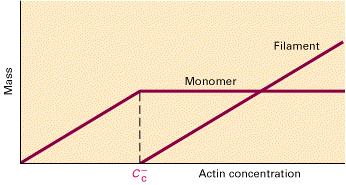 Ο ρυθμός αποσύνδεσης των υπομονάδων (koff) είναι ανεξάρτητος από τη συγκέντρωση των μονομερών, ο ρυθμός προσθήκης των υπομονάδων είναι ευθέως ανάλογος με τη