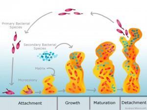 Ο ρόλος των βιομεμβρανών στην ΧΡ Μικροοργανισμοί που περιλαμβάνονται στην φυσιολογική μικροβιακή