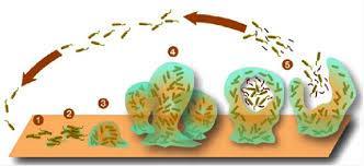 Στάδια σχηματισμού βιομεμβρανών 1. Προσκόλληση των ελεύθερων (planktonic) βακτηριδίων 2. Δημιουργία μικροβιακών συσσωμάτων 3.