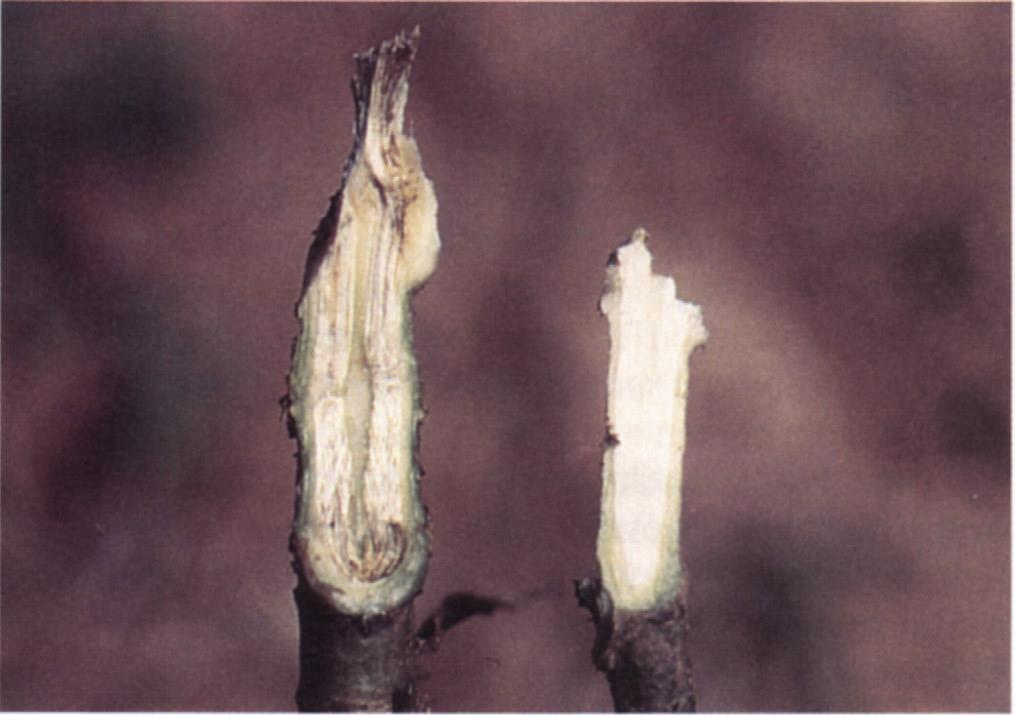 Verticillium sp.