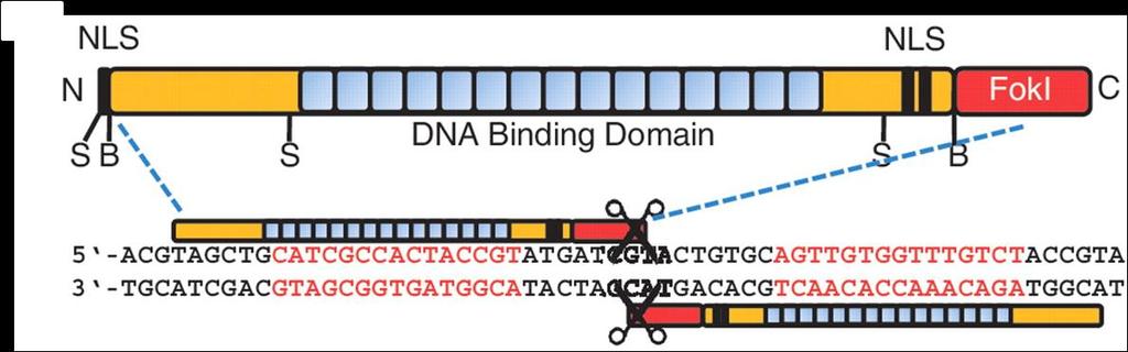 TALEN (transcription activator-like effector nucleases) Αμινοξύ Βάση DNA HD NN NI NG C G A T Nucleic Acids Res. 2011 Jul;39(12):e82. doi: 10.1093/nar/gkr218. Epub 2011 Apr 14.