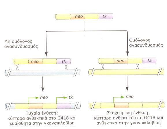 KNOCKOUT ΠΟΝΤΙΚΙΑ ΓΙΑ ΜΟΝΤΕΛΑ ΟΜΟΛΟΓΟΣ ΑΝΑΣΥΝΔΥΑΣΜΟΣ ΕΧΕΙ ΠΙΘΑΝΟΤΗΤΑ 1:1000 ΜΠΟΡΕΙ ΝΑ ΑΥΞΗΘΕΙ Η ΠΙΘΑΝΟΤΗΤΑ ΜΕ ΧΡΗΣΗ ΜΕΓΑΛΩΝ ΑΚΡΩΝ ΠΟΥ ΠΕΡΙΒΑΛΛΟΥΝ ΤΗΝ