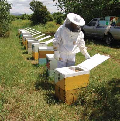 ΕΞΕΤΑΣΗ ΜΕΛΙΣΣΩΝ Οι μέλισσες ως γνωστό προσβάλλονται από διάφορες ασθένειες (βαρρόα, νοζεμίαση κλπ).