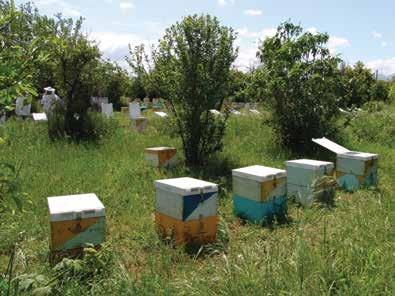 Στην περίπτωση της εξάπλωσης της ασθένειας θα υπάρξει απώλεια μελισσοσμηνών και εννοείται απώλεια της παραγωγής.
