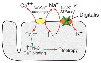 εξέρχεται πάλι το Na+ σε ανταλλαγή την είσοδο Ca++ στο κύτταρο =ΔΡΑΣΕΙ Σ αύξάνουν τη συσταλτικότητα των μυικών ινών.