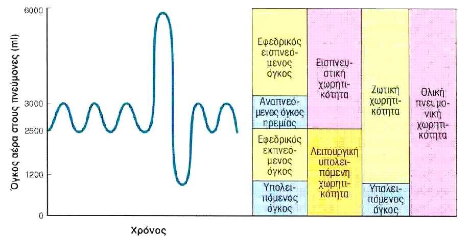 ΠΝΕΥΜΟΝΙΚΟΙ ΟΓΚΟΙ