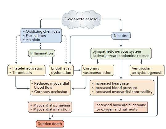 e-τσιγάρο: ασφάλεια Kαρδιαγγειακό σύστημα Οι περισσότερες από τις επιδράσεις στο καρδιαγγειακό σύστημα οφείλονται στη νικοτίνη που