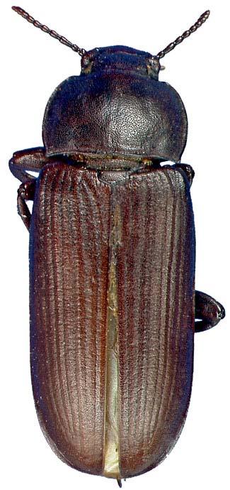 Μακρόβιο, μπορεί να ζήσει και πάνω από 2 έτη Ακμαίο: 2 cm, καστανό-μαύρο χρώμα, το