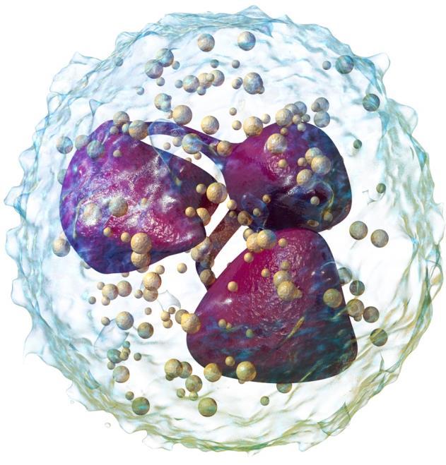 1.4. Neutrophils, a key player in the immune response Human neutrophils are an essential part of the innate immune system, as they constitute the majority of the white blood cells, representing 50 to