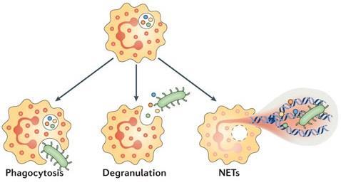 In order to contain and clear an infection, neutrophils employ three strategies: Phagocytosis, release of soluble anti-microbials (commonly known as degranulation), and generation of neutrophil