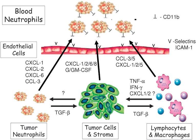 A scheme of the cells and factors mediating intratumoural
