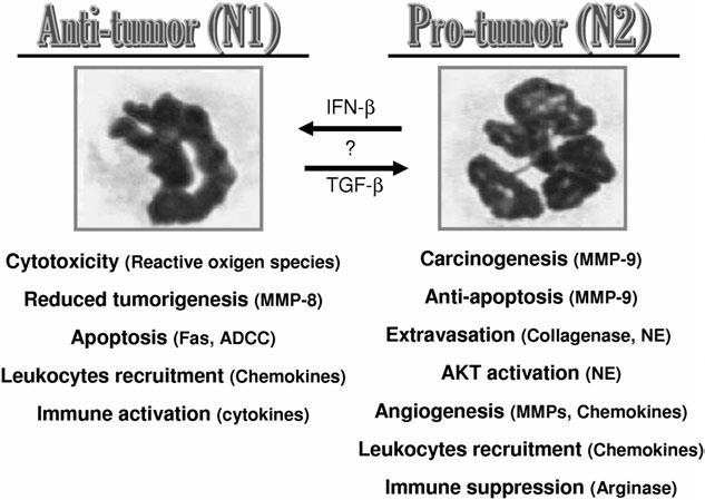 In contrast to the above mentioned studies reporting several pro-tumourigenic effects of TANs, there are also some recent studies, mainly based on engineered tumour cell lines or specific therapies,