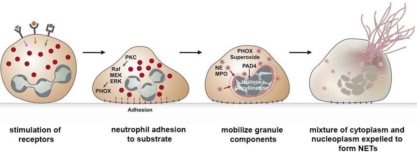 Neutrophil extracellular traps are the result of a unique form of cell death, termed NETosis, during which activated neutrophils undergo dramatic morphological changes [4-8,34].