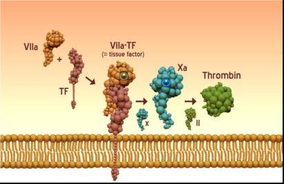 in accelerated atherothrombosis. Experimental evidence links the observed thrombogenicity with TF-dependent activation of extrinsic coagulation cascade.
