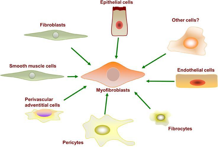 103] Figure 20. Myofibroblasts origin. Myofibroblasts can originate from different cell types.