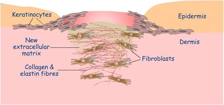 fibrosis and extracellular matrix remodelling, as it induces FB to MF differentiation through the induction of a-sma expression by binding to its receptors.