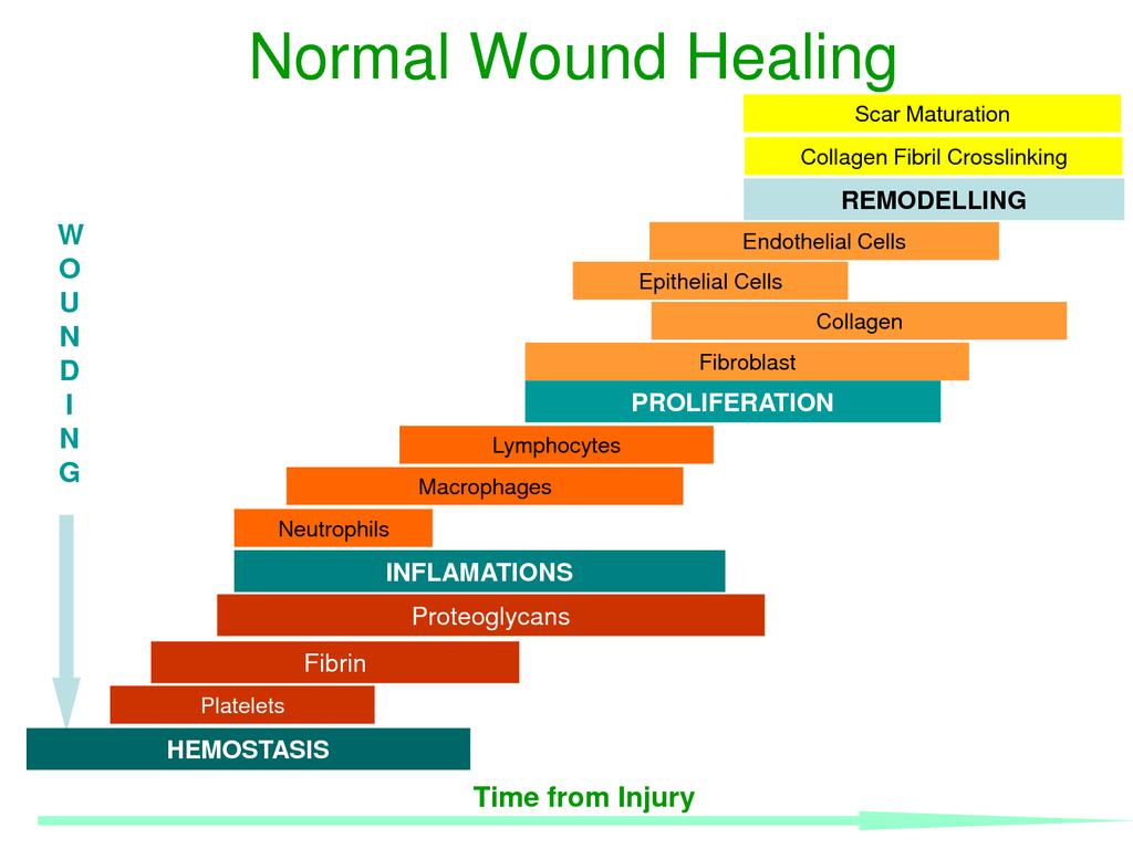 Figure 23. The healing cascade 6.