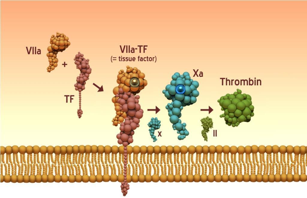 monocytes have been reported to constitutively express TF and while this cell population is considered the main source of TF-bearing microparticles (MPs), there are emerging evidence indicating the