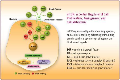 mtor Autophagy as a cellular protective mechanism has received extensive attention from many scholars, and mtor as a major negative regulator of autophagy has been paid increasing attention.