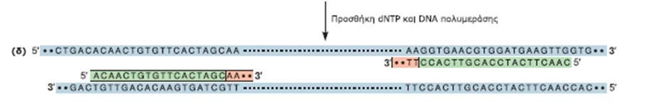 3 ο στάδιο: Σύνθεση νέων κλώνων από την DNA πολυμεράση (επιμήκυνση) Η DNA πολυμεράση