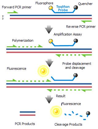 Δρα σαν μοριακός φάρος (molecular beacon) Όταν όμως ο ιχνηθέτης θερμανθεί και υβριδοποιηθεί με την πολλαπλασιαζόμενη αλληλουχία του DNA, η