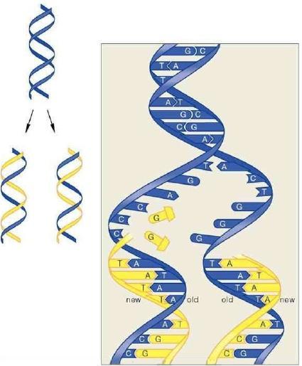 Η PCR μιμείται την αντίγραφη (πολλαπλασιασμό) του DNA Κατά την αντιγραφή του DNA in vivo σχηματίζεται μία νέα έλικα DNA