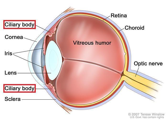 optical imaging Hybrid