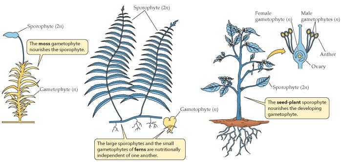 Τα γονιμοποιημένα ωάρια αναπτύσσονται αμέσως και η επιβίωση του σποριόφυτου εξαρτάται από το περιβάλλον Εξάρτηση από νέρο ομόσπορα Ομόσπορα/ ετερόσπορα Τα γονιμοποιημένα ωάρια μπορούν να μείνουν σ