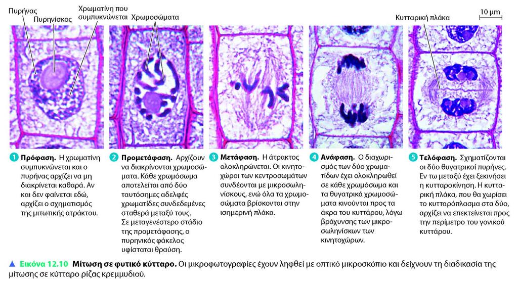 Η μιτωτική διαίρεση στα φυτικά ευκαρυωτικά κύτταρα.