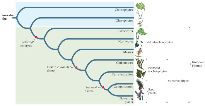 Η κατάταξη των σύγχρονων φυτών 10 φύλα Κριτήρια κατάταξης: 1. αγγειακό αγωγό σύστημα (3 φύλα χωρίς, 7 με) και 2.
