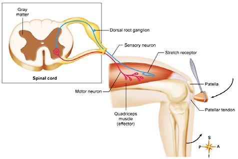 1. The following diagram depicts the basic control of motion and the patellar reflex Το παρακάτω διάγραμμα απεικονίζει τον βασικό έλεγχο της κίνησης και του επιγονατιδικού αντανακλαστικού Lower The