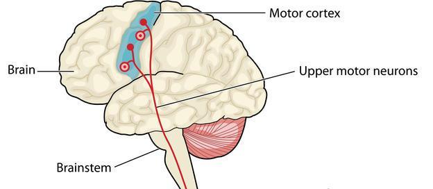 The patellar reflex is caused by extension of the muscle, which is sensed by muscle spindle neuron, which in turn activates the lower motor neuron and causes muscle contraction.