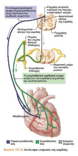 Οι παρασυμπαθητικές ίνες προέρχονται από κλάδο του πνευμονογαστρικού νεύρου και ελαττώνουν την καρδιακή συχνότητα. Δρουν: στο φλεβόκομβο, στον κολποκοιλιακό κόμβο και στις στεφανιαίες αρτηρίες.