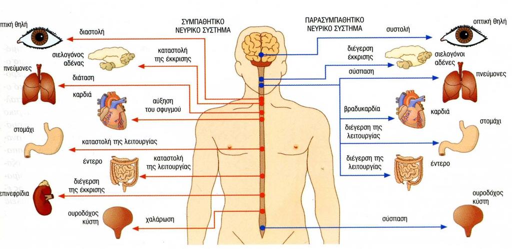 ΝΕΥΡΩΣΗ ΑΚΟΥΣΙΩΝ ΜΥΩΝ Ο Οι μύες αυτοί δεν εξαρτώνται από την βούληση μας, αλλά ελέγχονται από νευρικές ίνες του περιφερικού αυτόνομου νευρικού