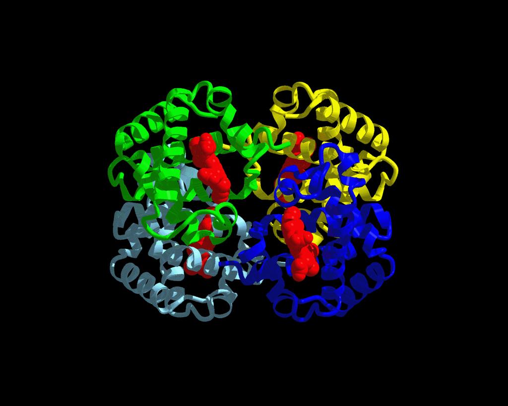 Αιμοςφαιρίνη: η πραγματική δομή Two alpha subunits