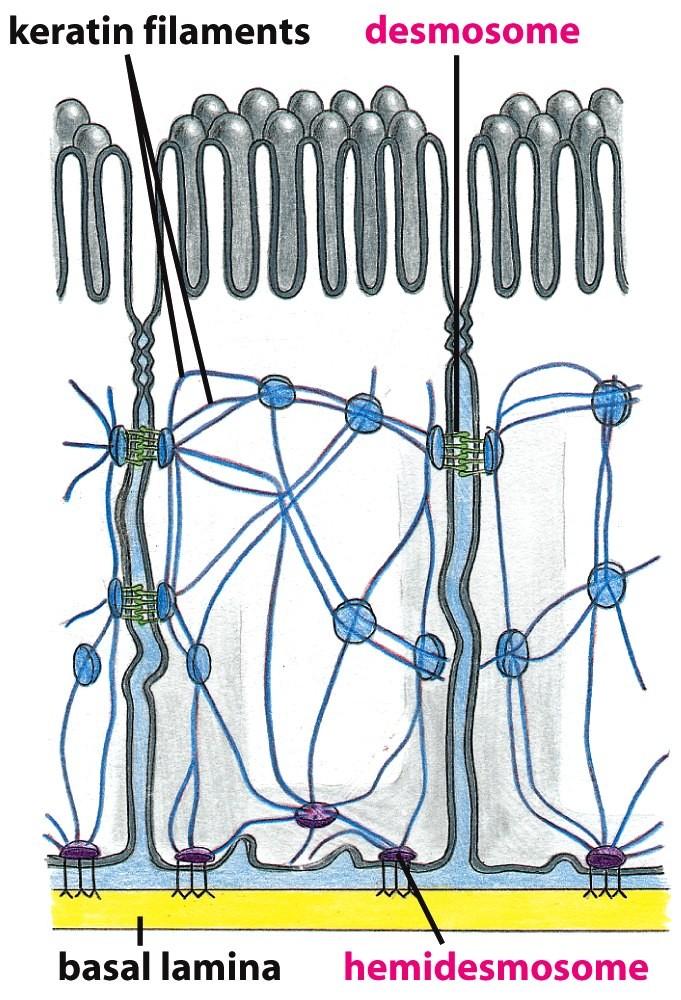 Figure 19-18 Molecular Biology