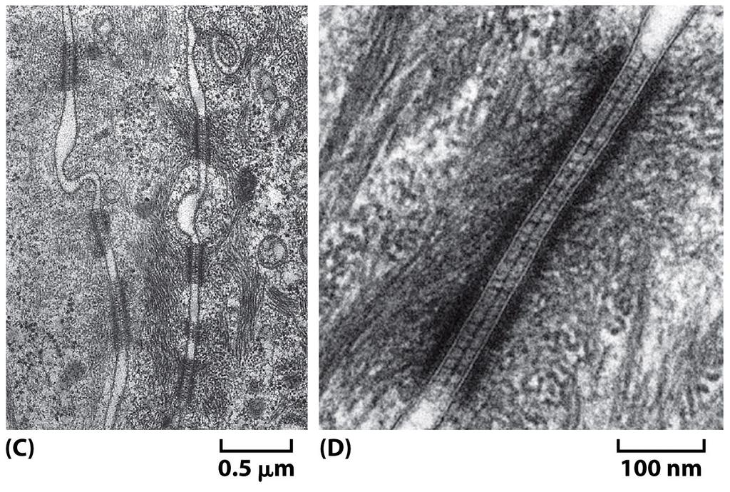 Figure 19-17c, d Molecular Biology