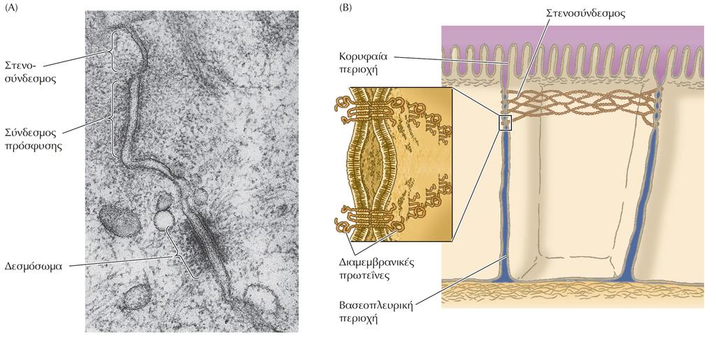 Ένα σύμπλεγμα διακυτταρικού συνδέσμου (Α) Φωτογραφία ηλεκτρονικού μικροσκοπίου που δείχνει επιθηλιακά κύτταρα ενωμένα μέσω ενός συμπλέγματος διακυτταρικού συνδέσμου, το οποίο περιλαμβάνει