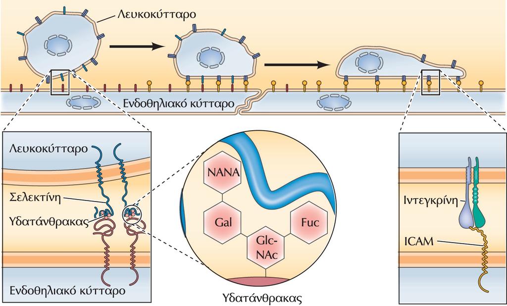 Πρόσφυση μεταξύ λευκοκυττάρων και ενδοθηλιακών κυττάρων Το πρώτο βήμα αυτής της αλληλεπίδρασης είναι η δέσμευση των σελεκτινών των λευκοκυττάρων στους υδατανθρακικούς προσδέτες τους στην επιφάνεια