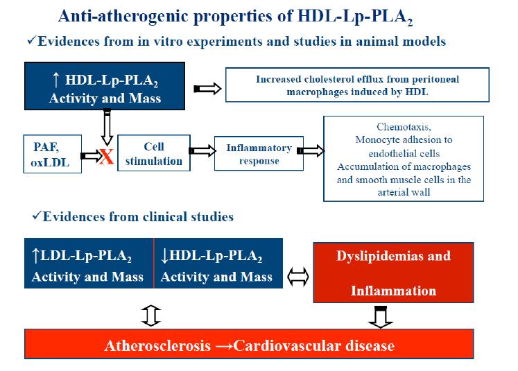 ANTIATHEROGENIC AND