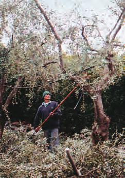 3 εικόνες από το περιοδικό Ελιά & Ελαιόλαδο, εκδ.