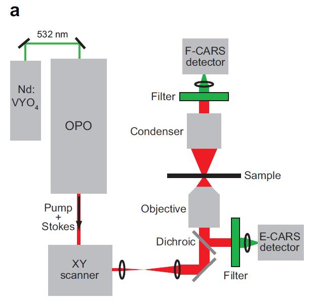 Το μικροσκόπιο CARS Παρέχει απεικόνιση που βασίζεται στις Τυπική διάταξη CARS με δύο ανιχνευτές μοριακές δονήσεις του δείγματος, μη απαιτώντας χρήση εξωτερικών παραγόντων αντίθεσης Είναι τάξεις