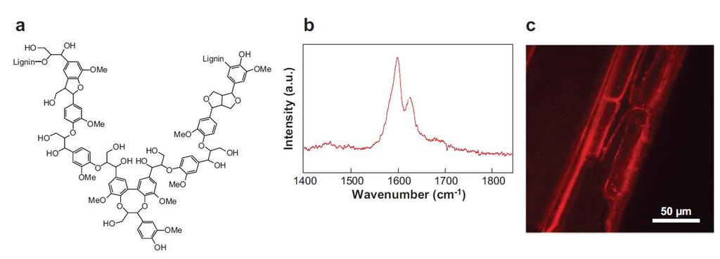 Απεικόνιση κυτταρικών τοιχωμάτων Evans et al,