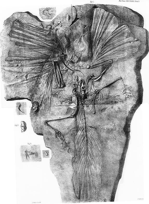 Αριστερά, τo απολίθωμα του Αρχαιοπτέρυγα από το σχετικό άρθρο του Owen (1863).
