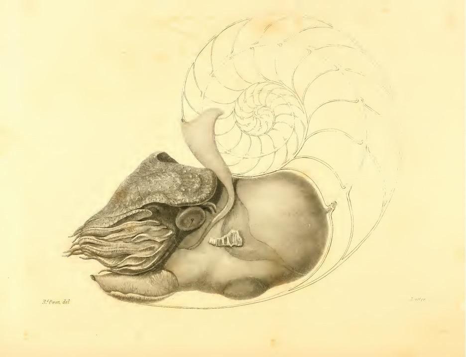 Memoir on the Pearly Nautilus (1832), ένα κλασικό έργο συγκριτικής ανατομίας.