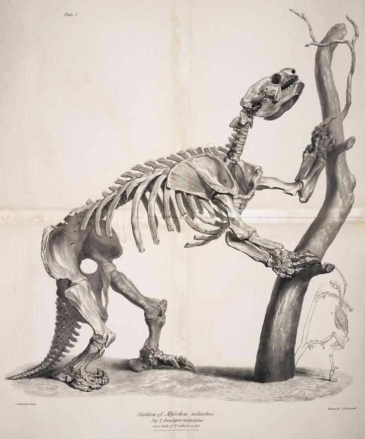 Σκελετός γιγάντιου βραδύποδα, από το άρθρο του Owen