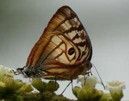 Hairstreak