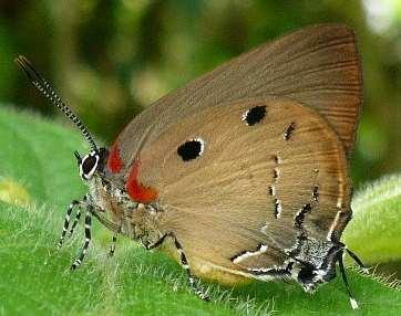 Hairstreak